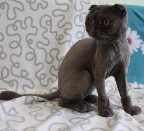 Очень нужна заботливая передержка пикселю с 12 апреля по 5 мая! 03 Очень нужна заботливая передержка пикселю с 12 апреля по 5 мая! 03