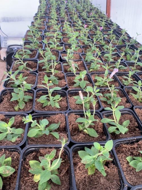 Вести с теплиц! 03