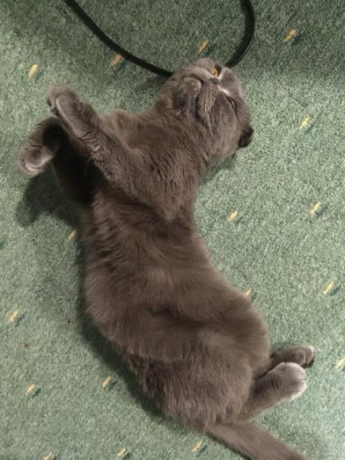 Очень нужна заботливая передержка пикселю с 12 апреля по 5 мая! 01 Очень нужна заботливая передержка пикселю с 12 апреля по 5 мая! 01