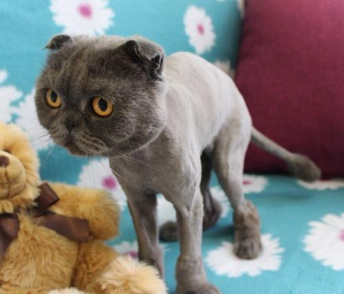 Очень нужна заботливая передержка пикселю с 12 апреля по 5 мая! 02 Очень нужна заботливая передержка пикселю с 12 апреля по 5 мая! 02