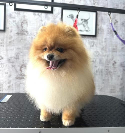 Паринишка шпиц, которому ранее делали короткие модные стрижки. 02