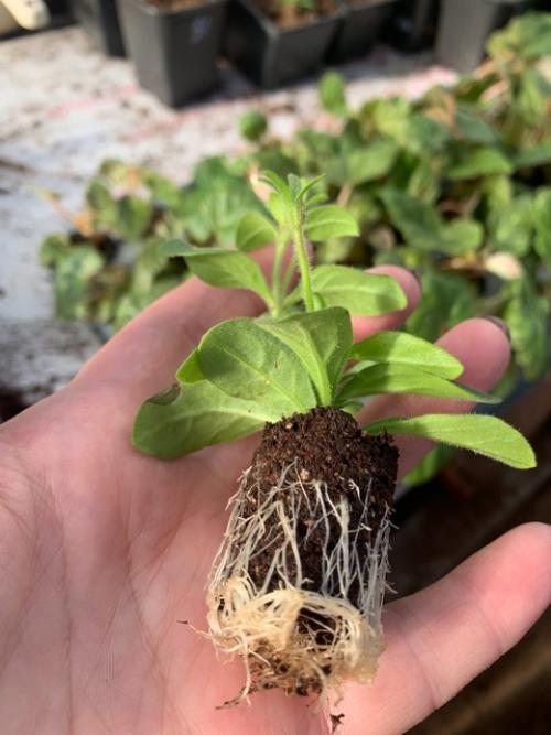 Вести с теплиц! 04