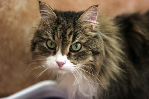 Колдун с виду кажется грозным котом, но если вы увидите его в жизни, то подумаете ну что за Милаха ко мне Бежит, Радостно об Этом Сообщая. 02