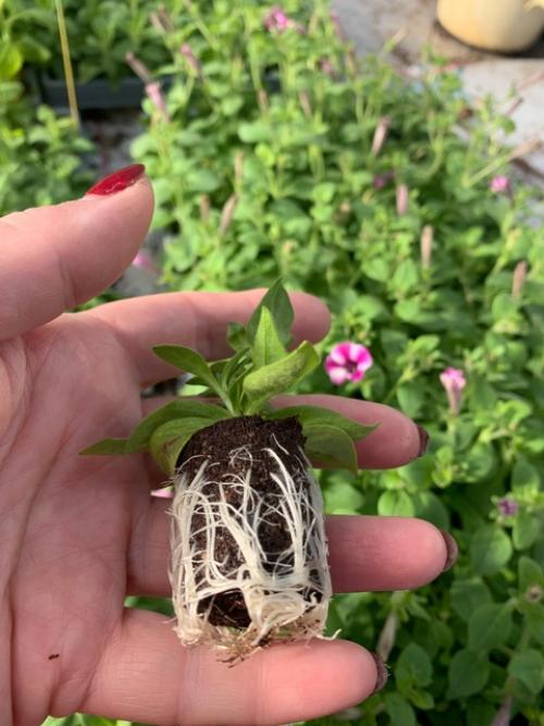 Вести с теплиц! 05