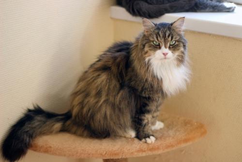 Колдун с виду кажется грозным котом, но если вы увидите его в жизни, то подумаете ну что за Милаха ко мне Бежит, Радостно об Этом Сообщая. 01