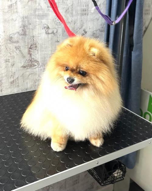 Паринишка шпиц, которому ранее делали короткие модные стрижки. 01