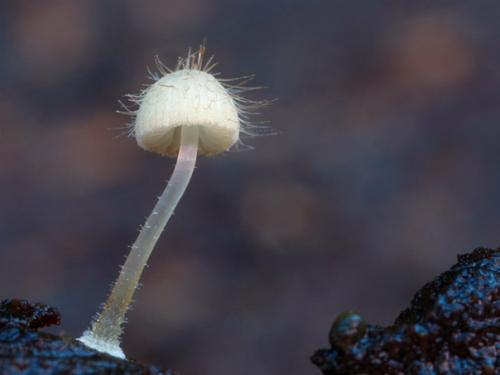 Рокерский гриб с хайером. 02 Рокерский гриб с хайером. 02