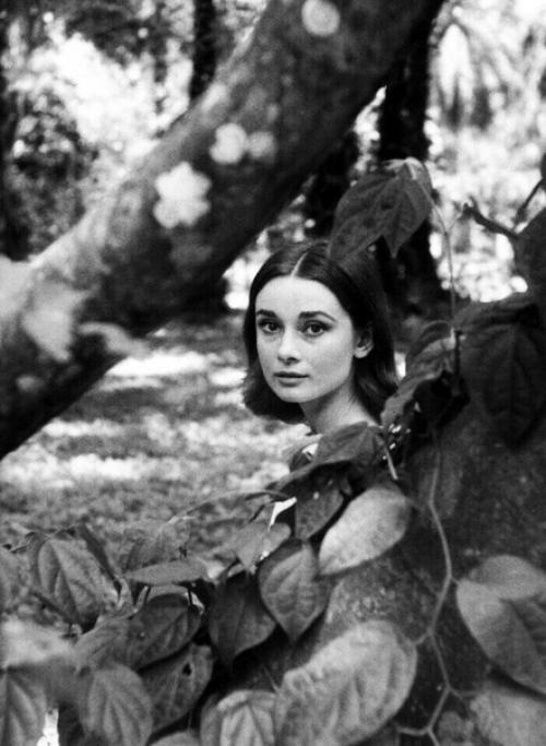 - 8 цитат несравненной Одри Хепбёрн. 06 - 8 цитат несравненной Одри Хепбёрн. 06