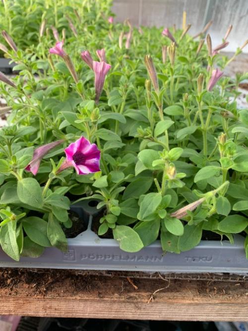 Вести с теплиц! 01