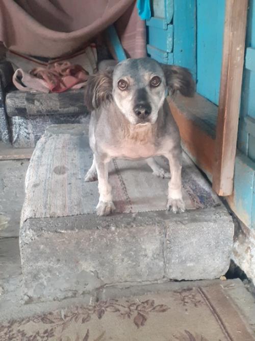 О стрижках и булзинском волкодаве кукле. 01