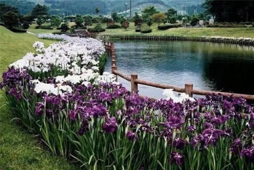 Цветы ириса особо почитаются в Японии. 04 Цветы ириса особо почитаются в Японии. 04