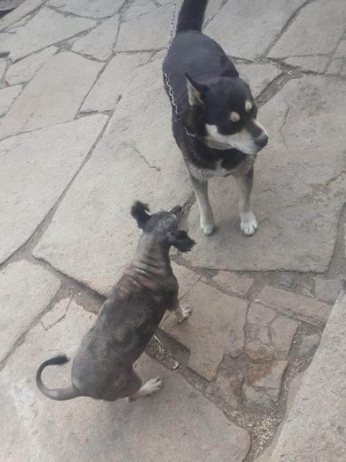 О стрижках и булзинском волкодаве кукле. 04