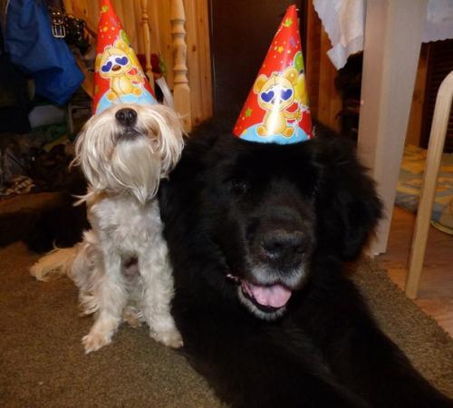 Ровно год назад фунтик был спасен с улицы. 03