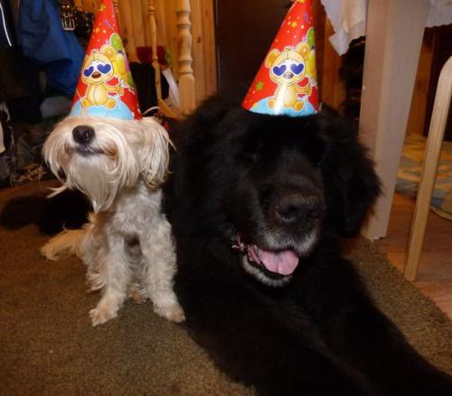 Ровно год назад фунтик был спасен с улицы. 04