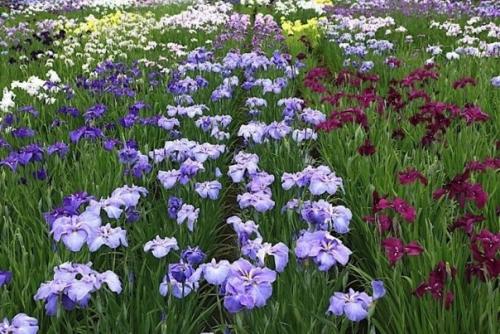 Цветы ириса особо почитаются в Японии. 02 Цветы ириса особо почитаются в Японии. 02