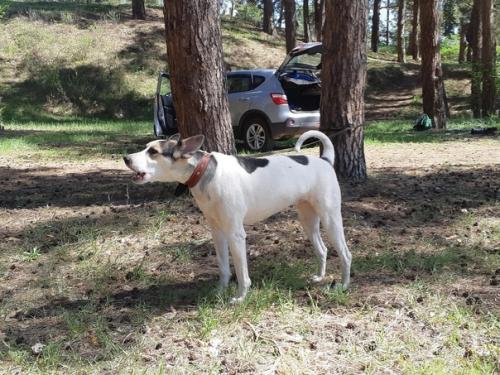 Посетили лес с Алексеем ( я оценила прелести передвижения на машине) и частью нашей большой семьи и в дружеской компании! 07