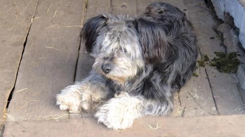 О стрижках и булзинском волкодаве кукле. 02