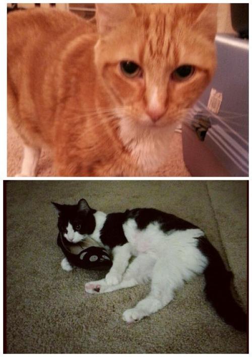 Сегодня немного расскажу о гайа Патре (Gaiapatra). 01