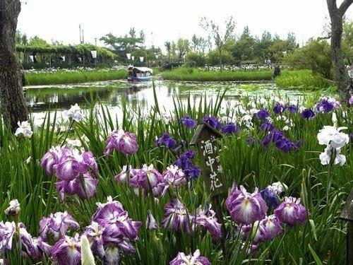 Цветы ириса особо почитаются в Японии. 01 Цветы ириса особо почитаются в Японии. 01