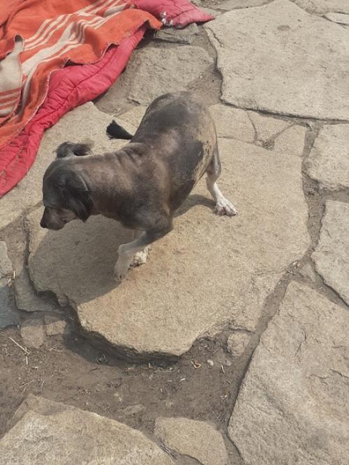 О стрижках и булзинском волкодаве кукле. 03