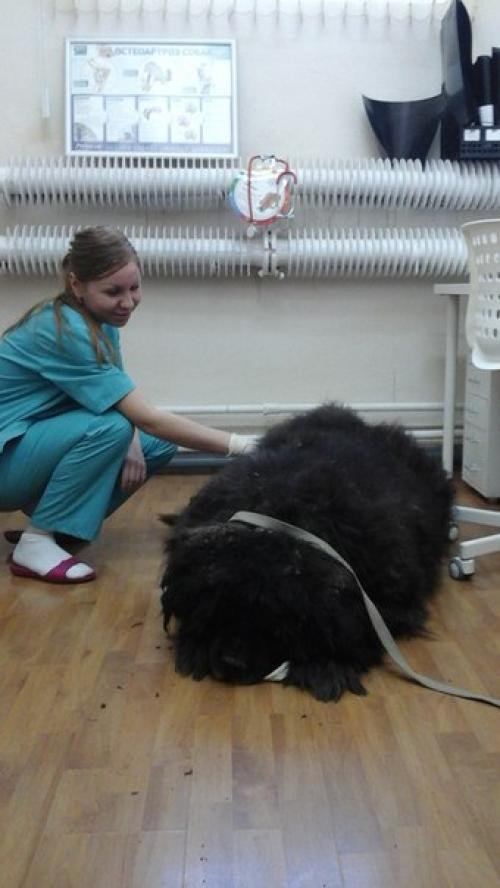 Ровно год назад фунтик был спасен с улицы. 01