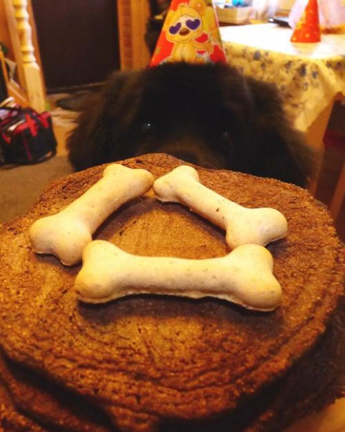 Ровно год назад фунтик был спасен с улицы. 06