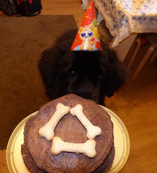 Ровно год назад фунтик был спасен с улицы. 05