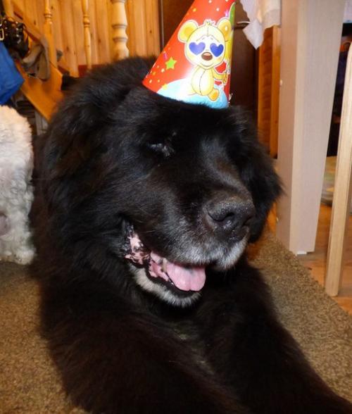 Ровно год назад фунтик был спасен с улицы. 02