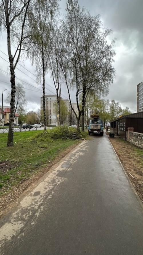 Ну а мы продолжаем облагораживать территорию около бара, и на этот раз приводили в порядок деревья. 01