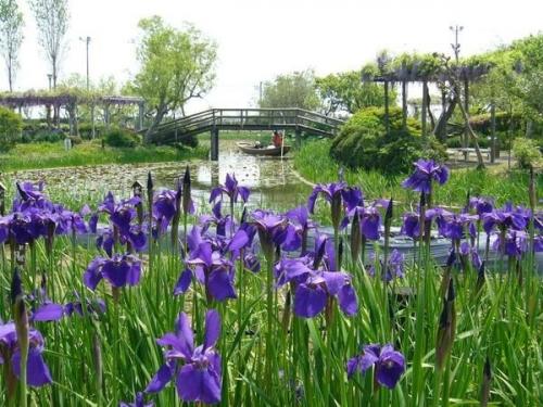 Цветы ириса особо почитаются в Японии. 03 Цветы ириса особо почитаются в Японии. 03