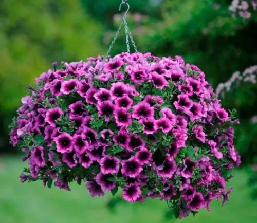 Хотите рецепт пышной прически для петунии? 02