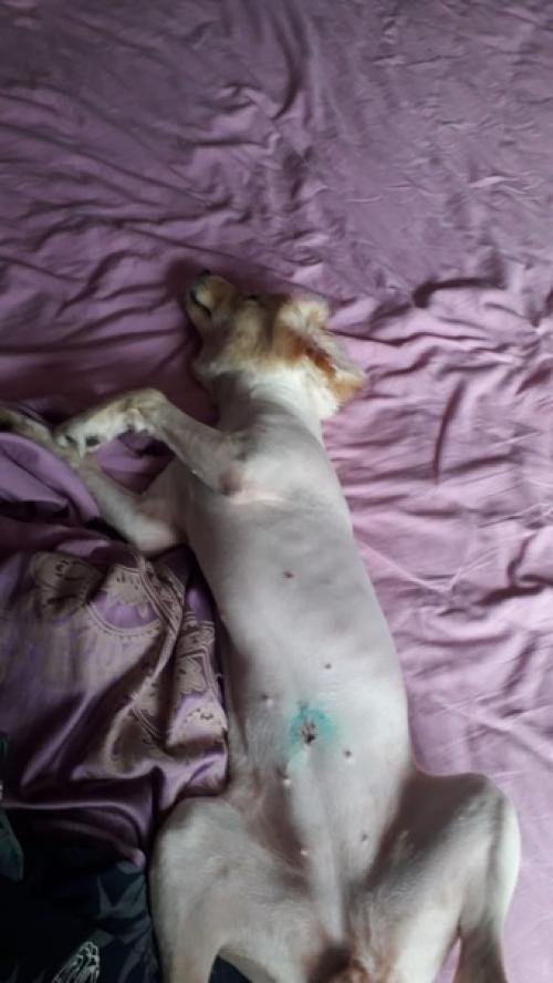 Фотоприветики из дома от звездочки, а ныне молли и барона. 01