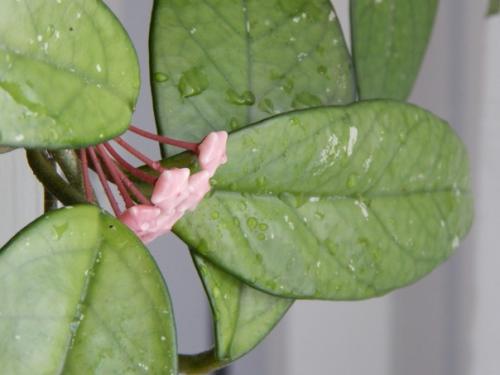 Поливала цветы и обнаружила, что хойя готовится зацвести. 01