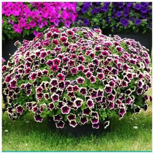 Хотите рецепт пышной прически для петунии? 01