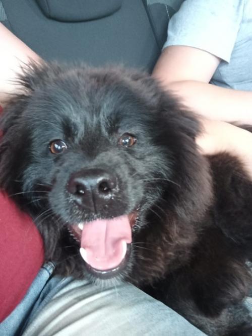 Фотоприветики из дома от звездочки, а ныне молли и барона. 02