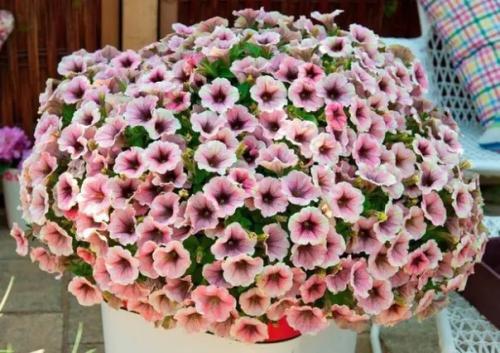 Хотите рецепт пышной прически для петунии? 03