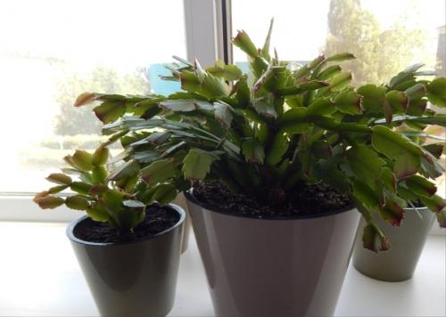 Поливала цветы и обнаружила, что хойя готовится зацвести. 03