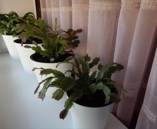 Поливала цветы и обнаружила, что хойя готовится зацвести. 02