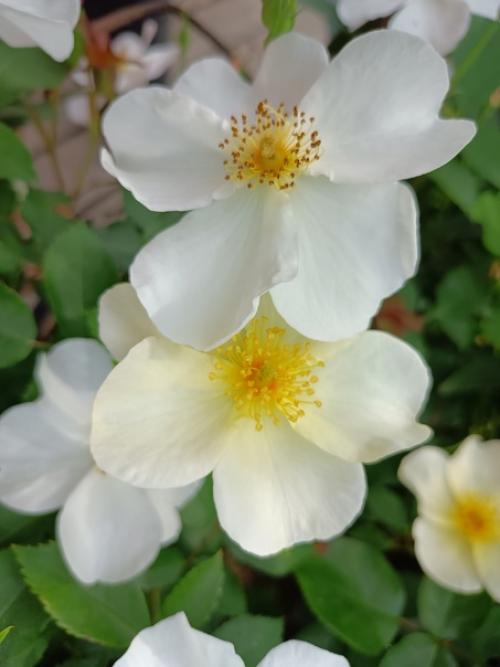 Опять пересаживать.  Мускусная роза кью гарденс (Дэвид Остин) мощный куст, побеги горизонтальные и вертикальные. 01