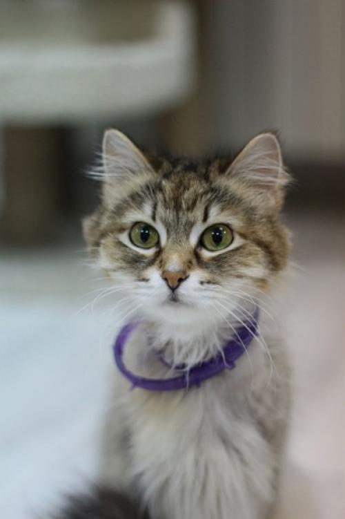 Все же, кошки - удивительно одаренные существа! 03 Все же, кошки - удивительно одаренные существа! 03