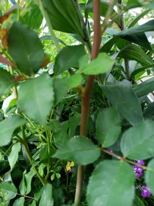 Опять пересаживать.  Мускусная роза кью гарденс (Дэвид Остин) мощный куст, побеги горизонтальные и вертикальные. 04