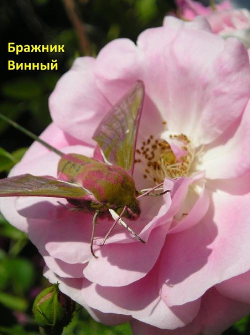 Как неприятно нам в саду. 03 Как неприятно нам в саду. 03