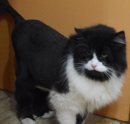 Что вы о модных стрижках этого лета знаете? 04