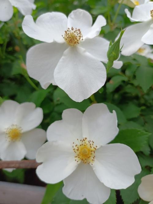 Опять пересаживать.  Мускусная роза кью гарденс (Дэвид Остин) мощный куст, побеги горизонтальные и вертикальные. 02