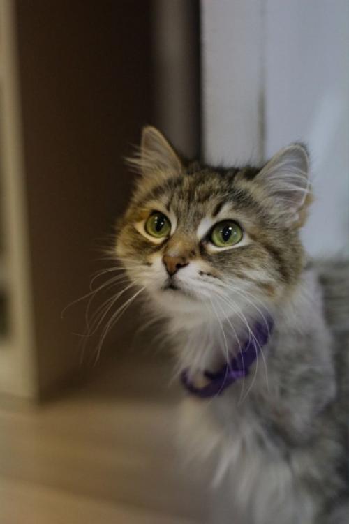 Все же, кошки - удивительно одаренные существа! 01 Все же, кошки - удивительно одаренные существа! 01