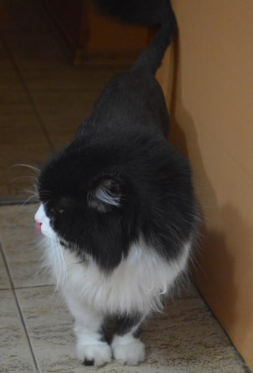 Что вы о модных стрижках этого лета знаете? 02