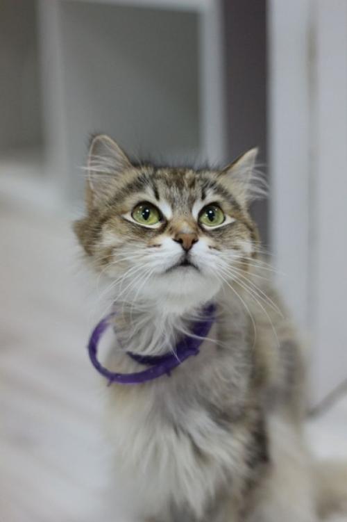 Все же, кошки - удивительно одаренные существа! 02 Все же, кошки - удивительно одаренные существа! 02