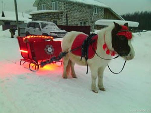 Шетлендский пони - маленькая, но очень гордая лошадка. 08 Шетлендский пони - маленькая, но очень гордая лошадка. 08