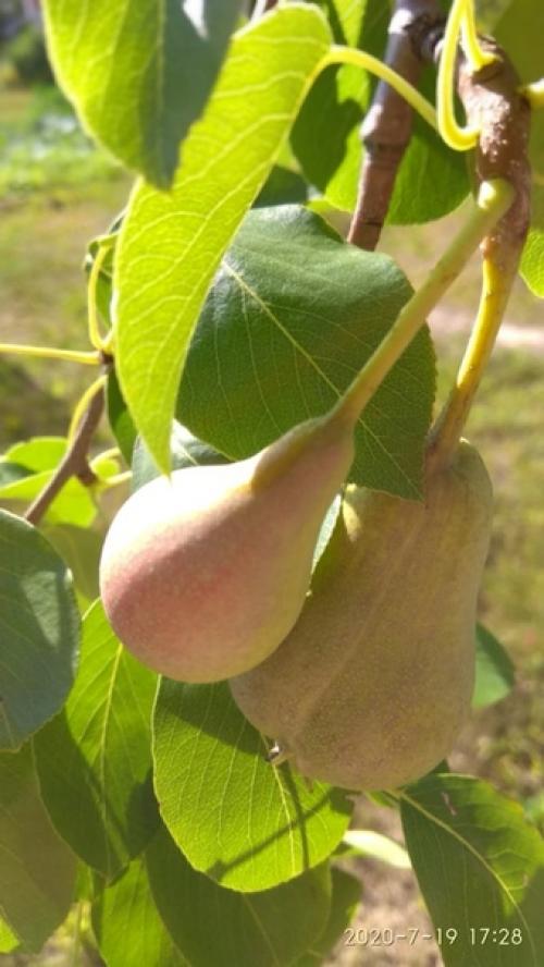 Как изобильна природа! 01 Как изобильна природа! 01