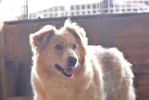 Мечтаю о доме и добром хозяине! 03